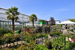 Große Auswahl an Stauden, Gehölzen und Sträuchern im Außenbereich unseres Pflanzencenters in Göttingen.