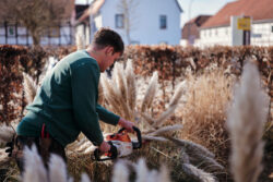 Fachgerechter Rückschnitt von Ziergräsern: Maschinenunterstützte Gartenpflege in Göttingen durch Bandelow & Uhlendorff.